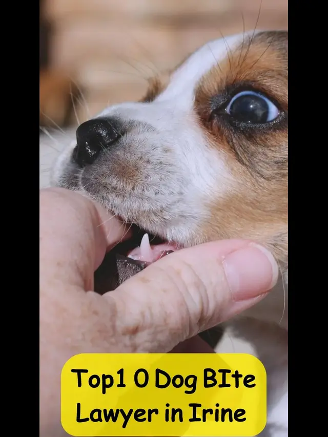 Top Dog Bite Lawyer in Irvine
